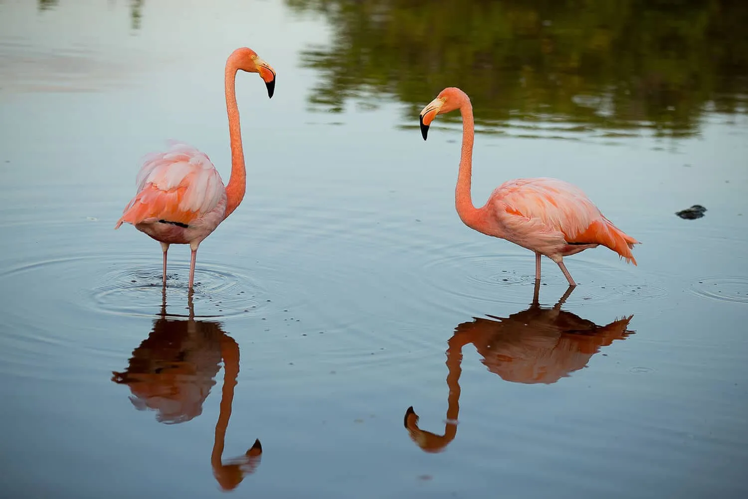 American Flamingos | Credit: Lucy Law - part of the Galapagos Wildlife