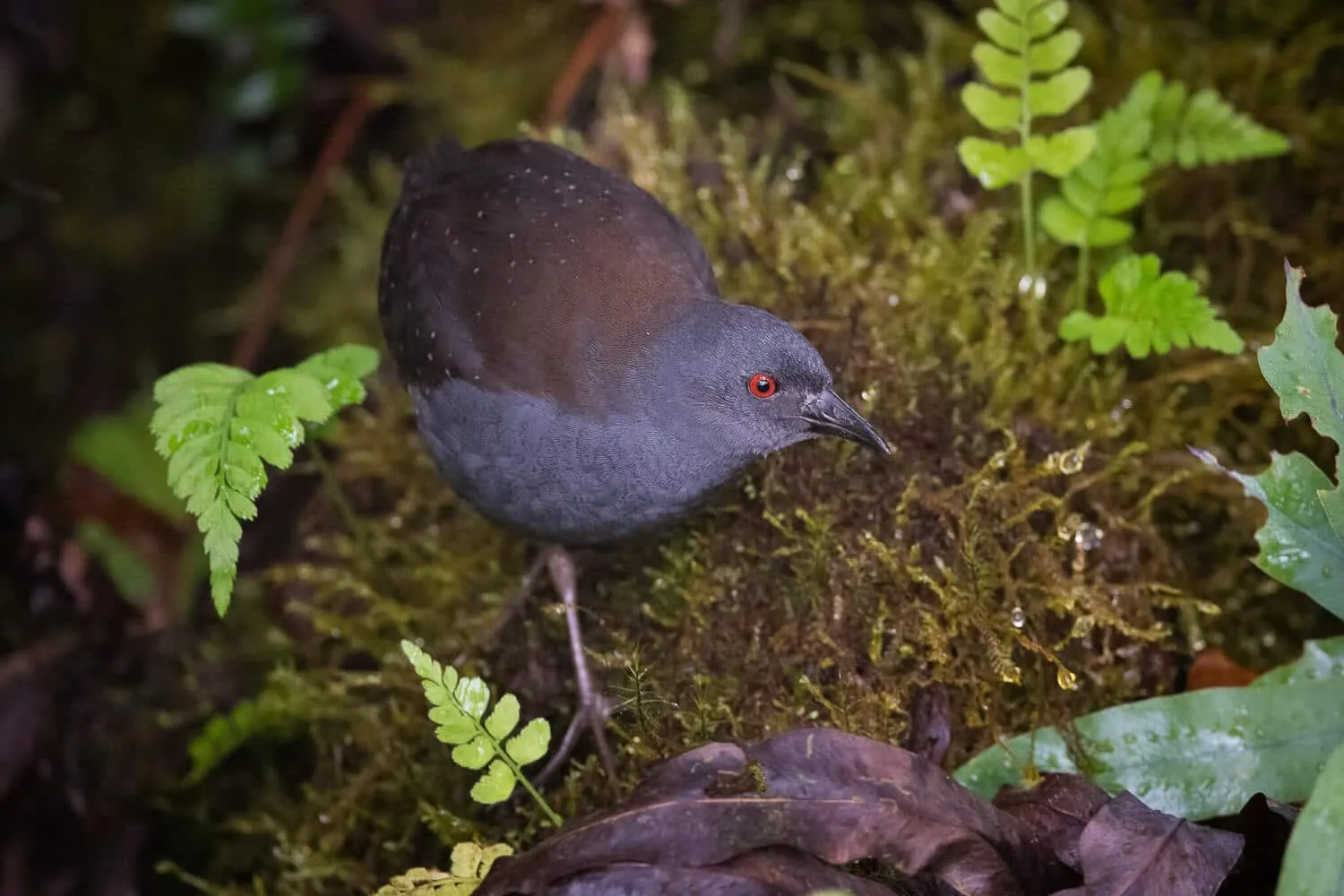 Galapagos Rail | Credit: Adam Jackson @ https://wikipedia.com/