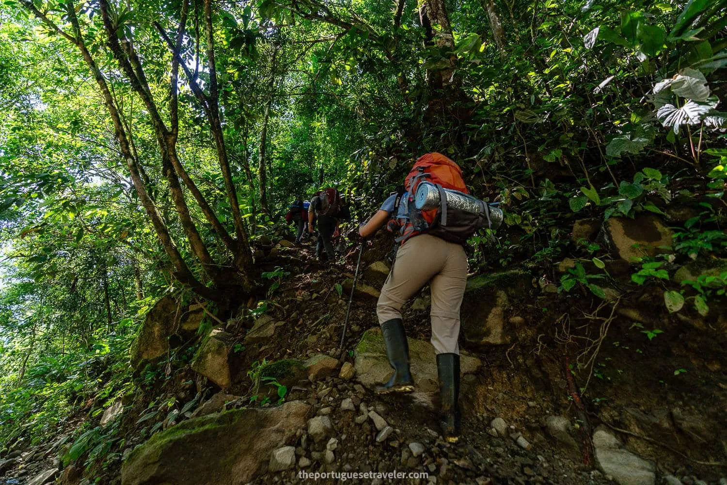 On our way up the jungle