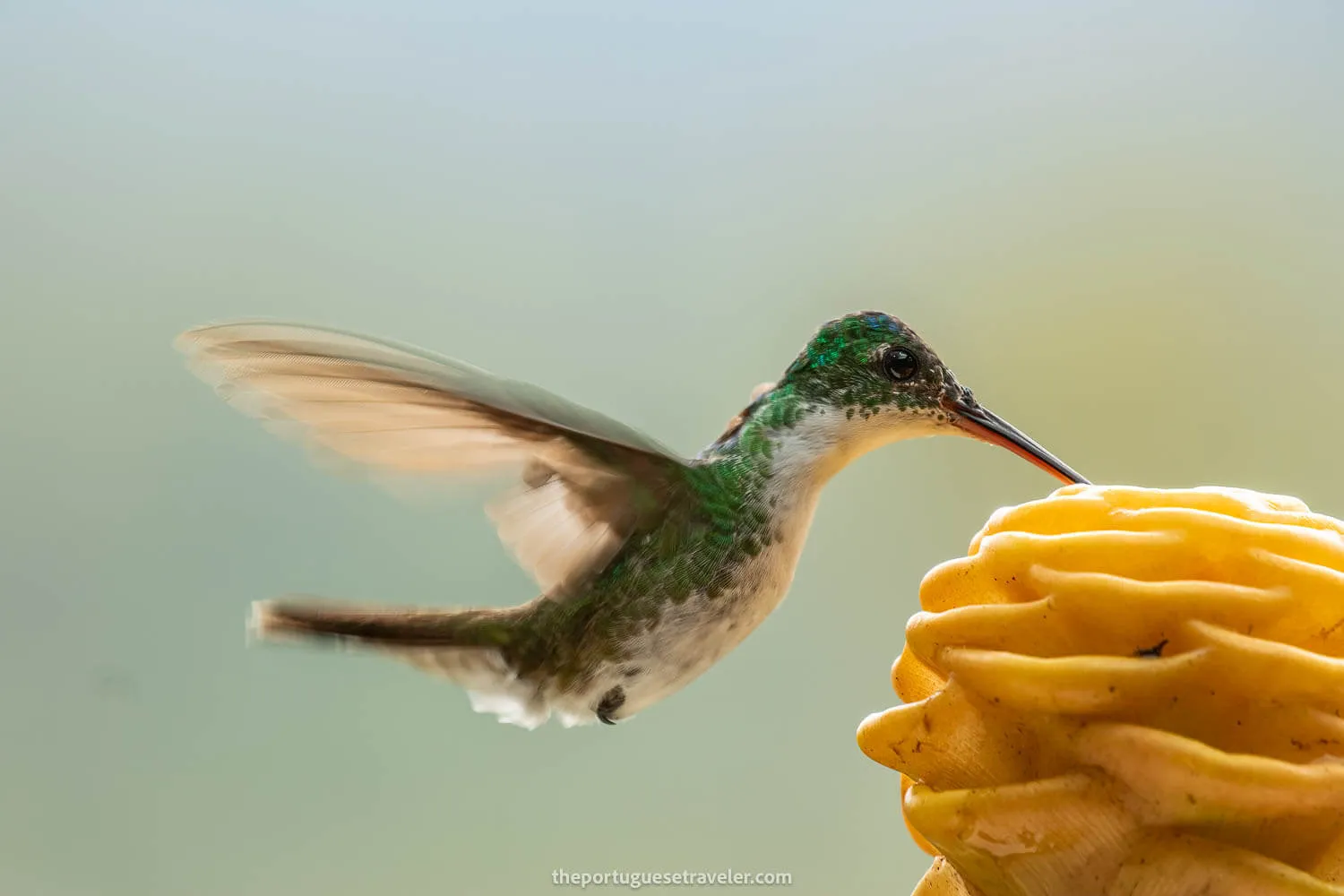 An Andean Esmerald Hummingbird
