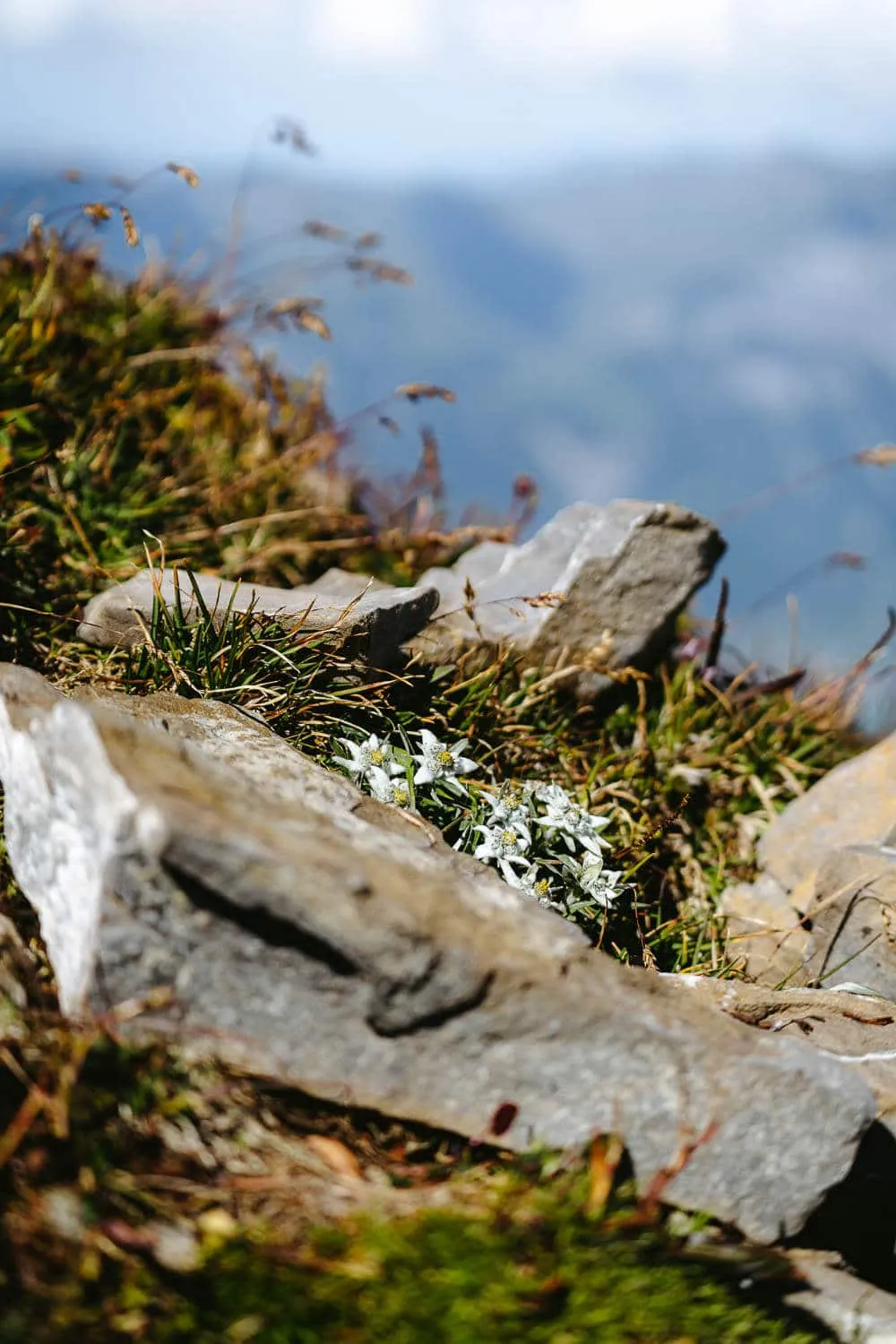 Edelweiss at the Faulhorn Berghotel