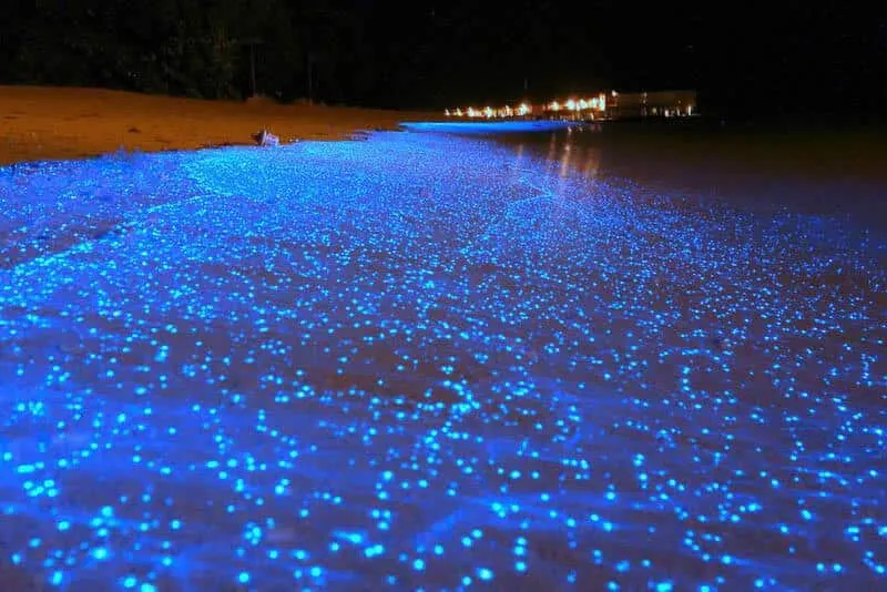 Bio-luminescent Phytoplankton