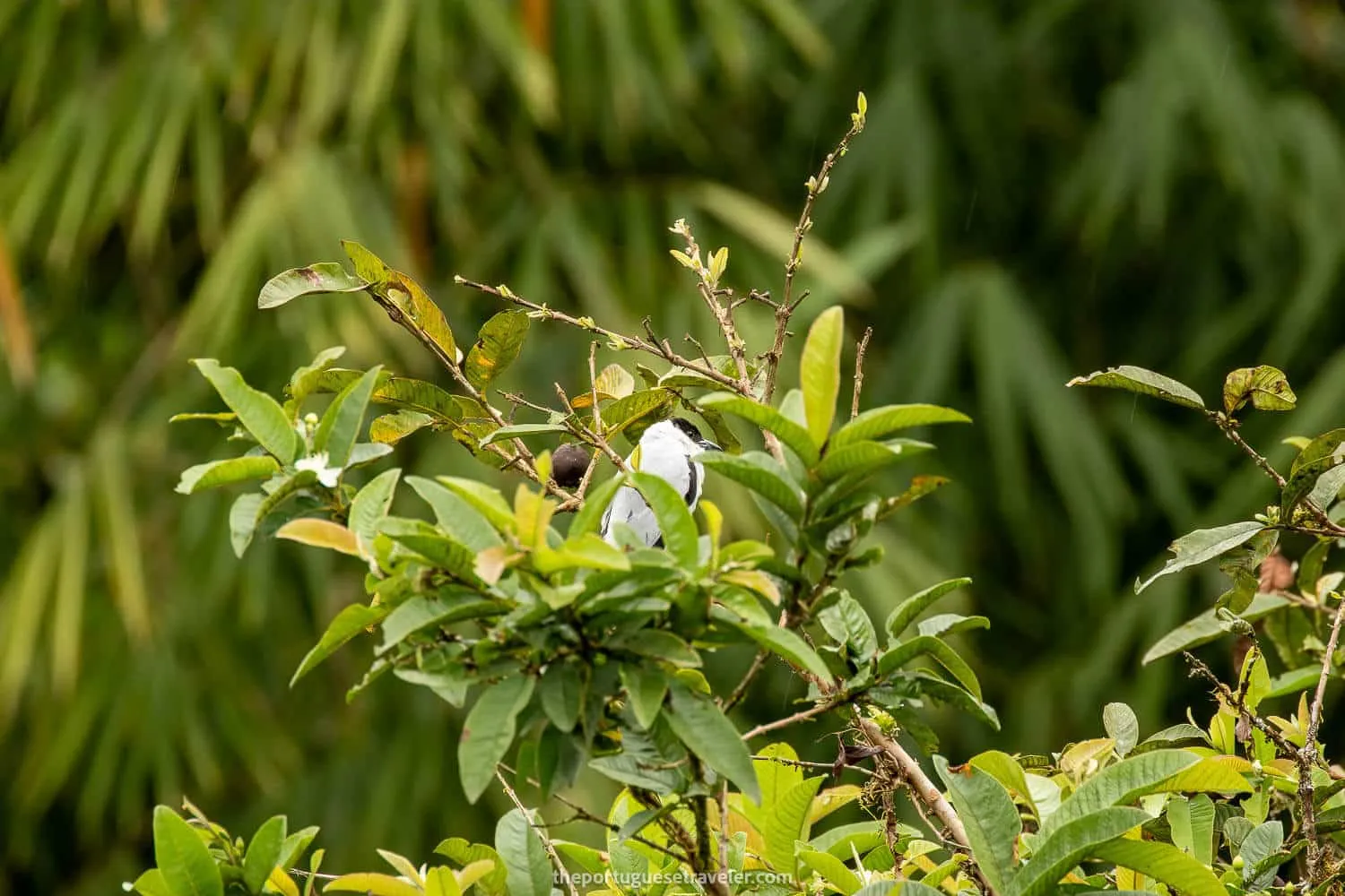 A Black Crowned Tityra