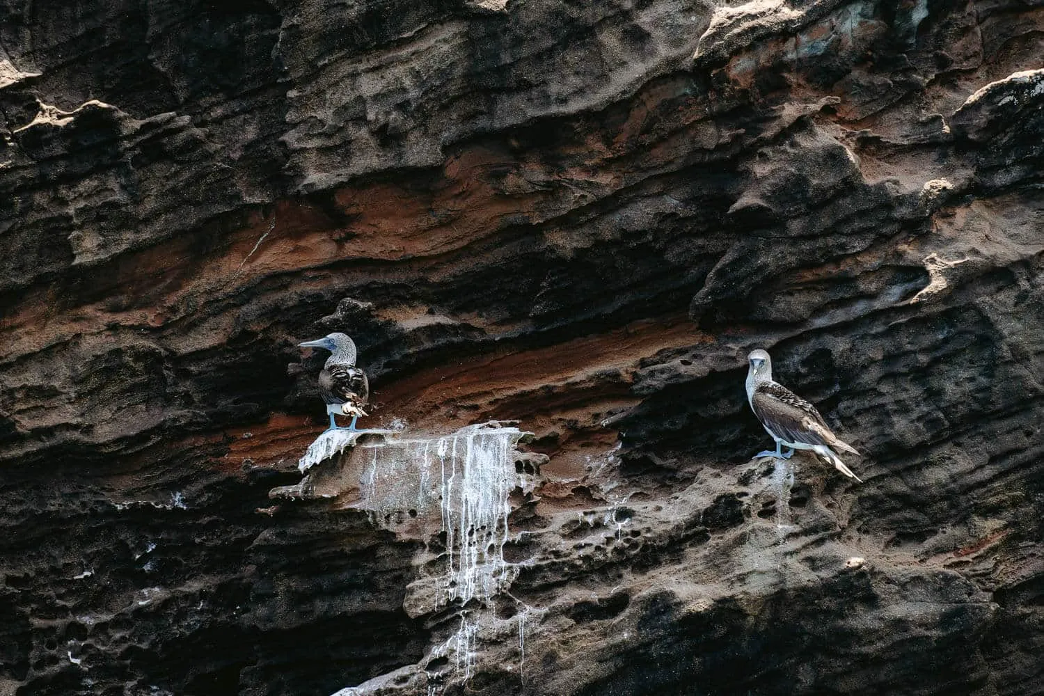 Blue Footed Boobies in Punta Pitt