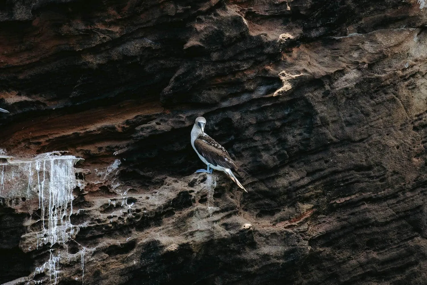 Blue Footed Booby in Punta Pitt