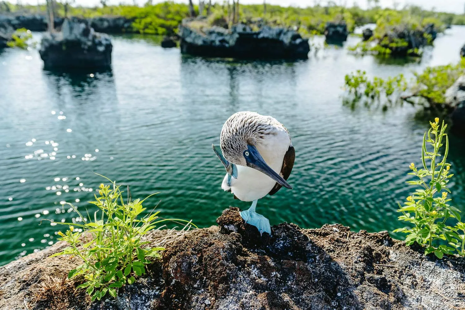 Los Tuneles Tour in Isabela, Galapagos: Full-Day Tour