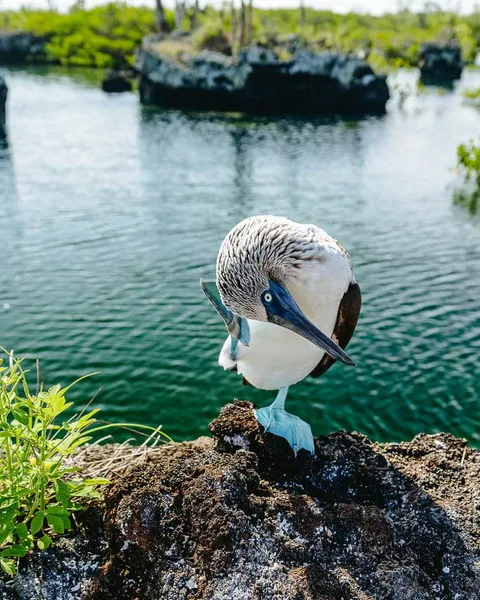Los Tuneles Tour in Isabela, Galapagos: Full-Day Tour