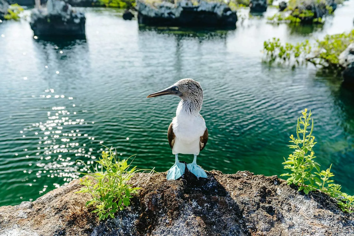 A blue-footed booby in Los Tuneles tour