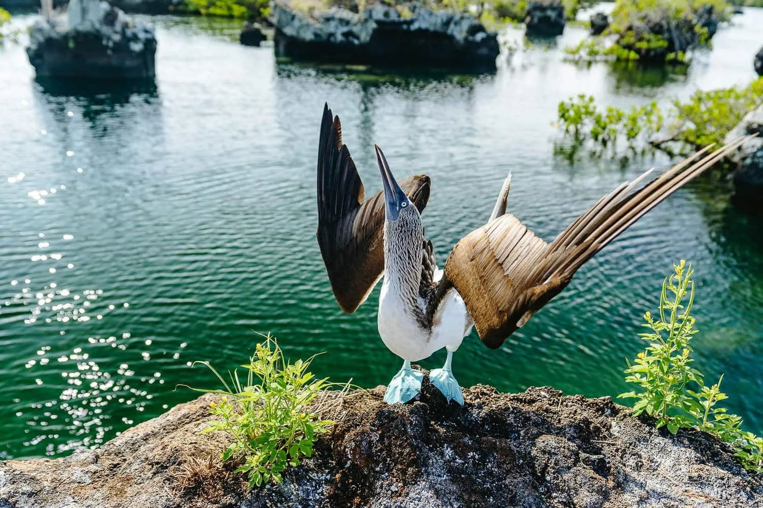 A blue-footed booby trying to call a female's attention