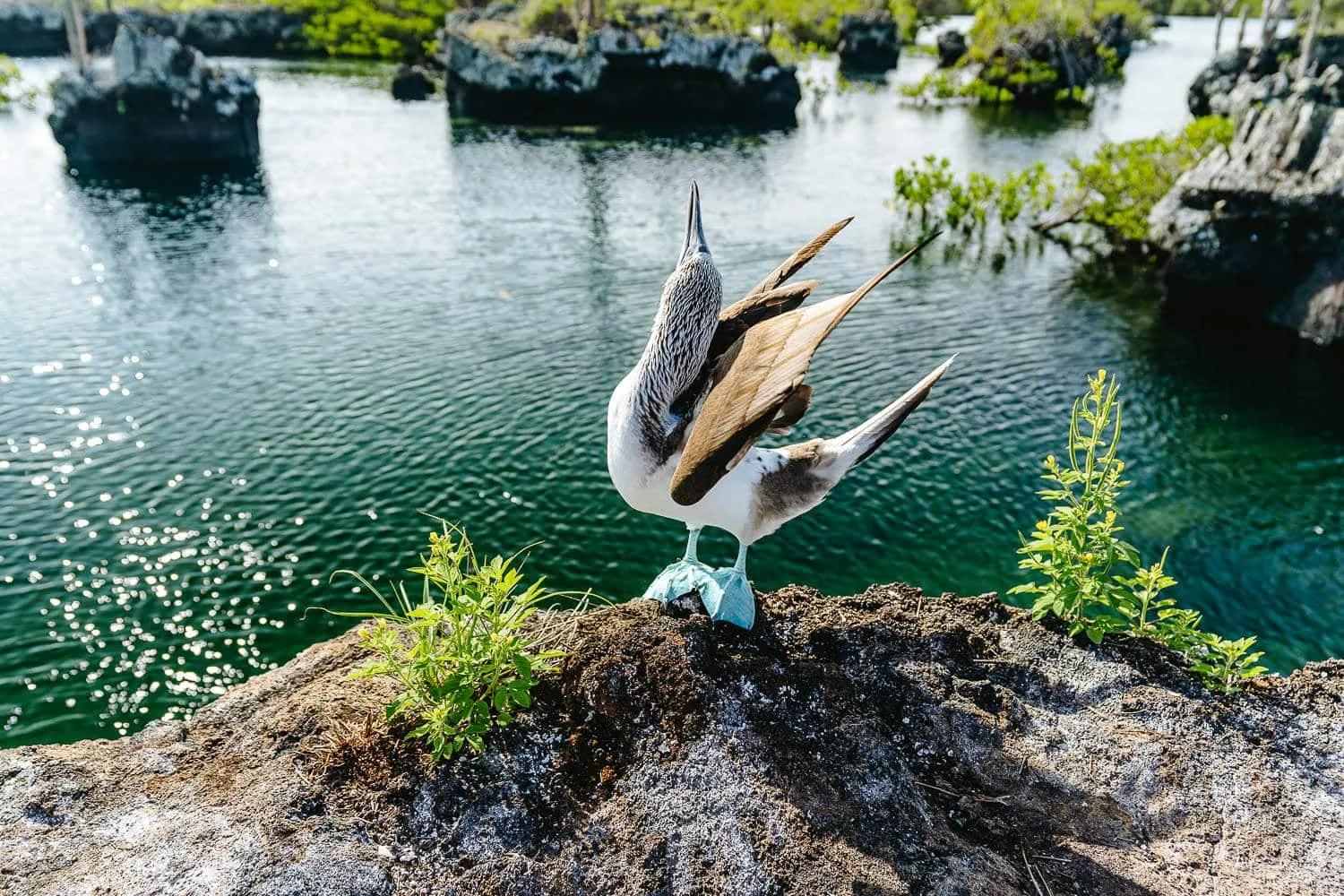 A blue-footed booby trying to impress the ladies - Easter in the Galapagos