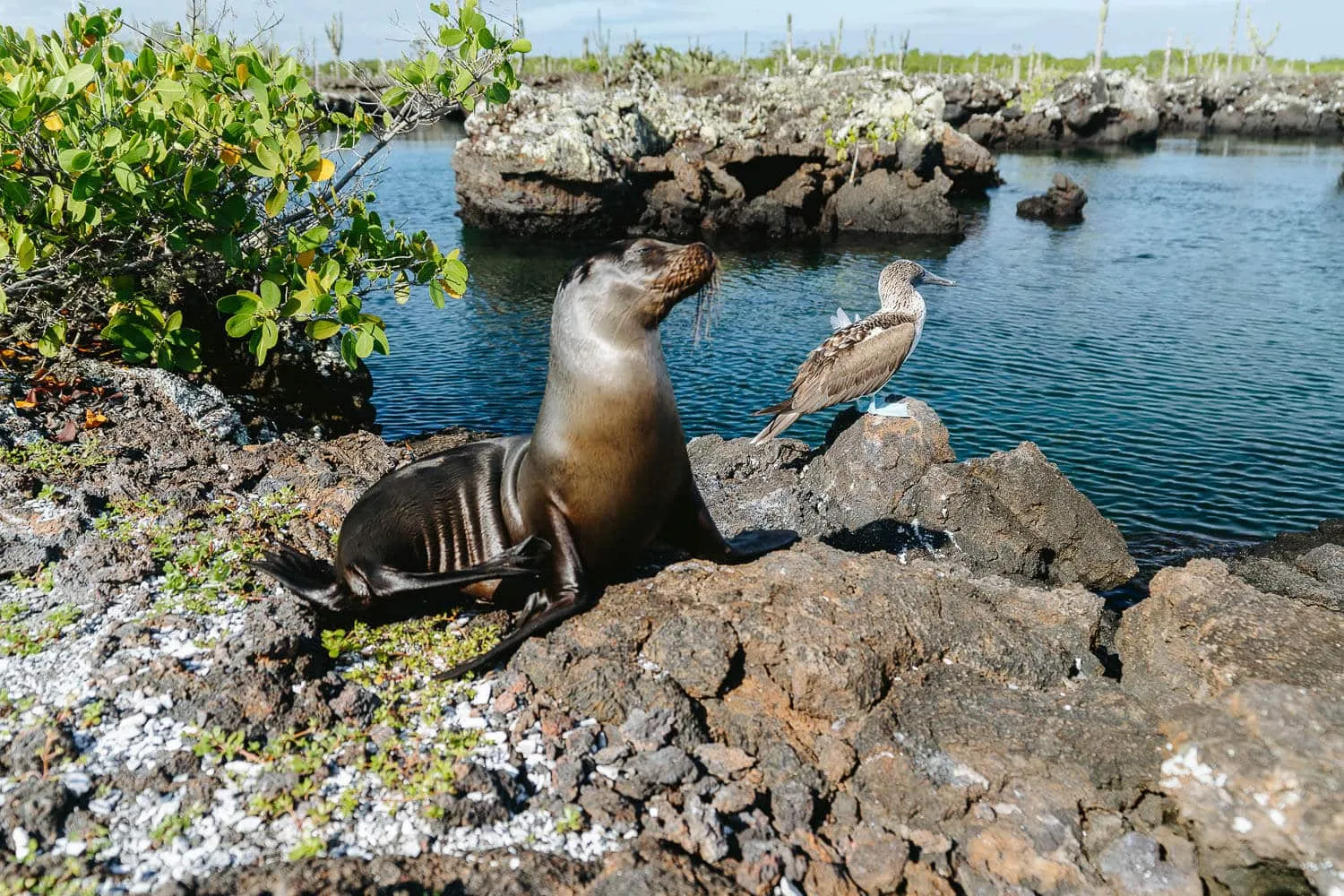A posing baby sea lion and its blue footed booby friend - Galapagos Rules