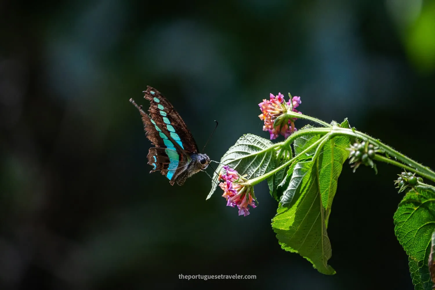 A Common bluebottle butterfly at the Reserve