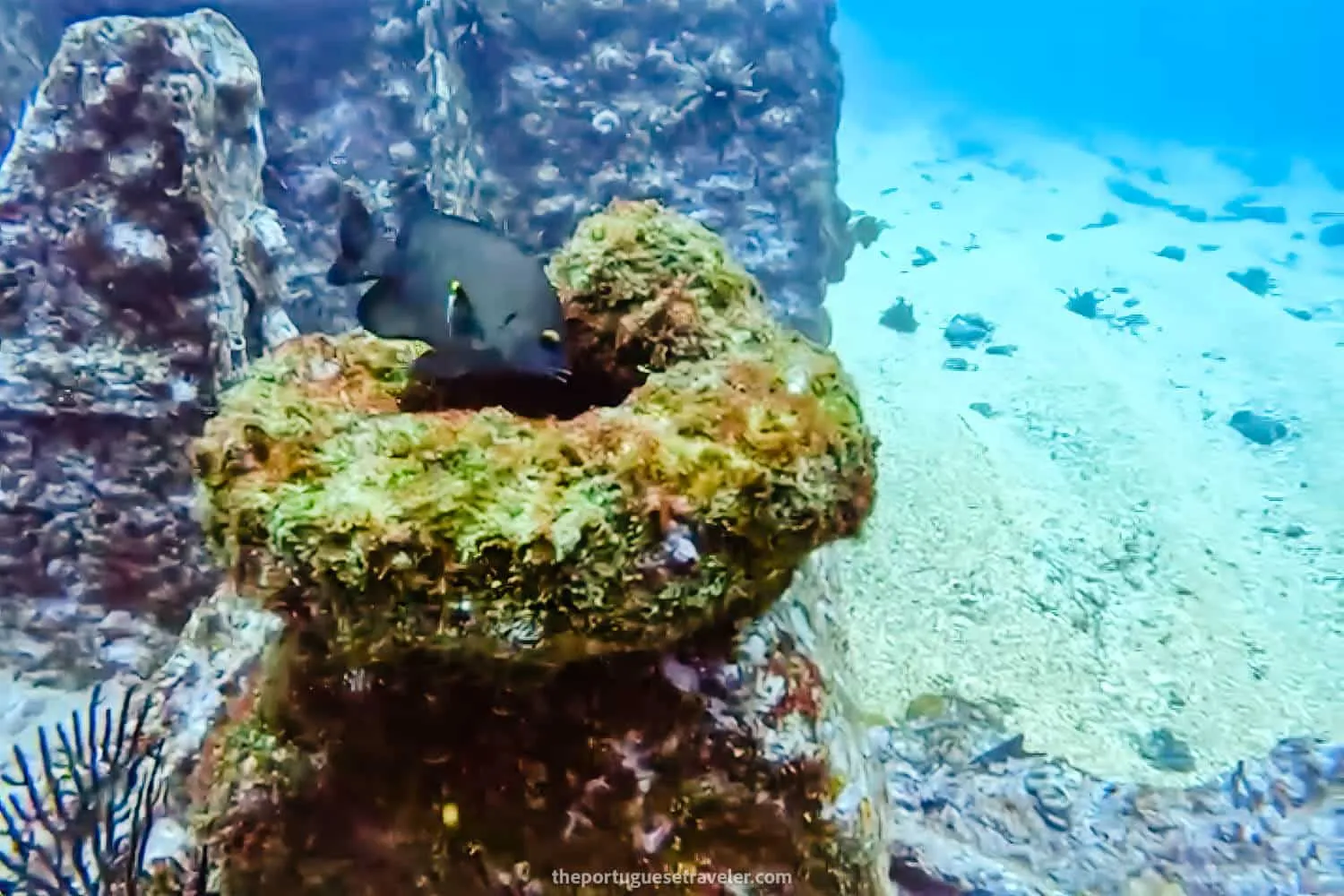 Its home cleaned of sea urchins