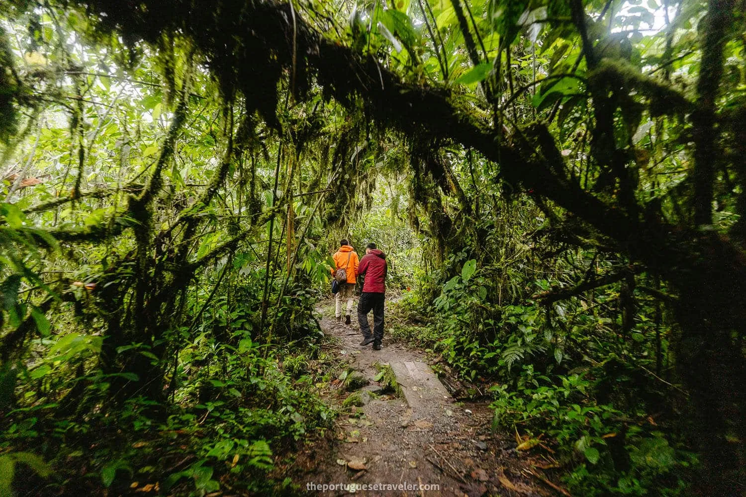 The green passage before seeing the waterfall for the first time