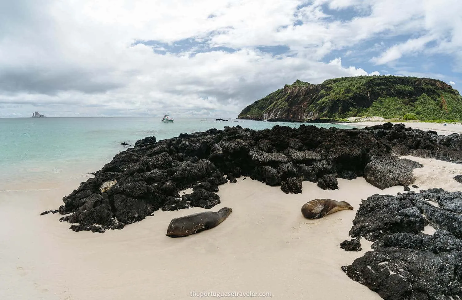 Sea lions in Cerro Brujo Beach