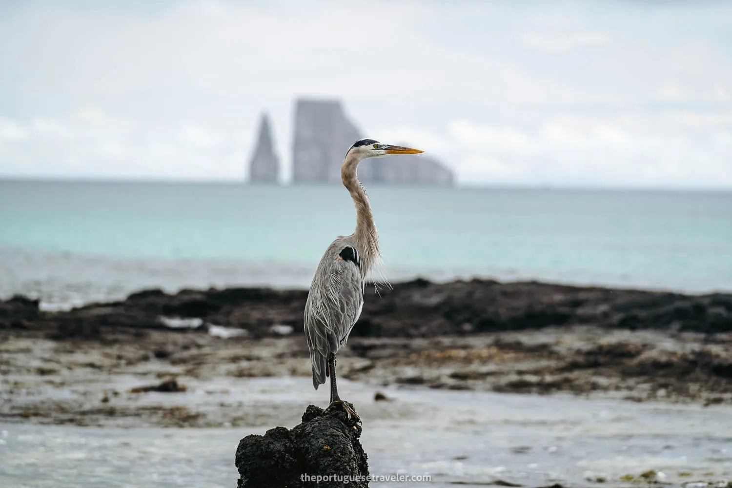 The Grey Heron and Kicker Rock