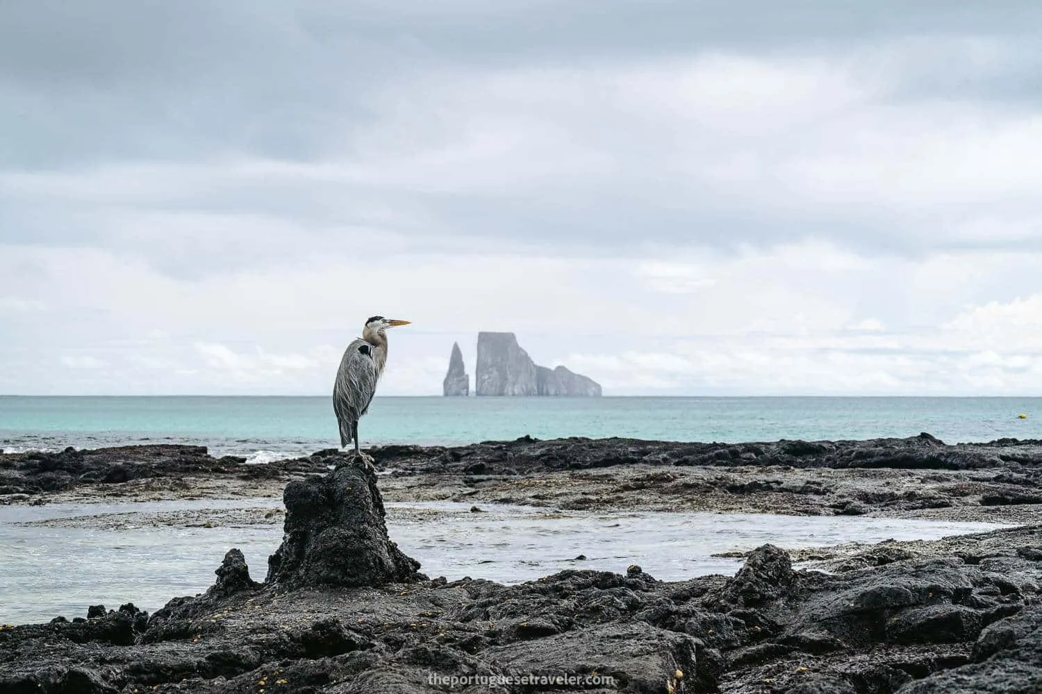 The Grey Heron and Kicker Rock