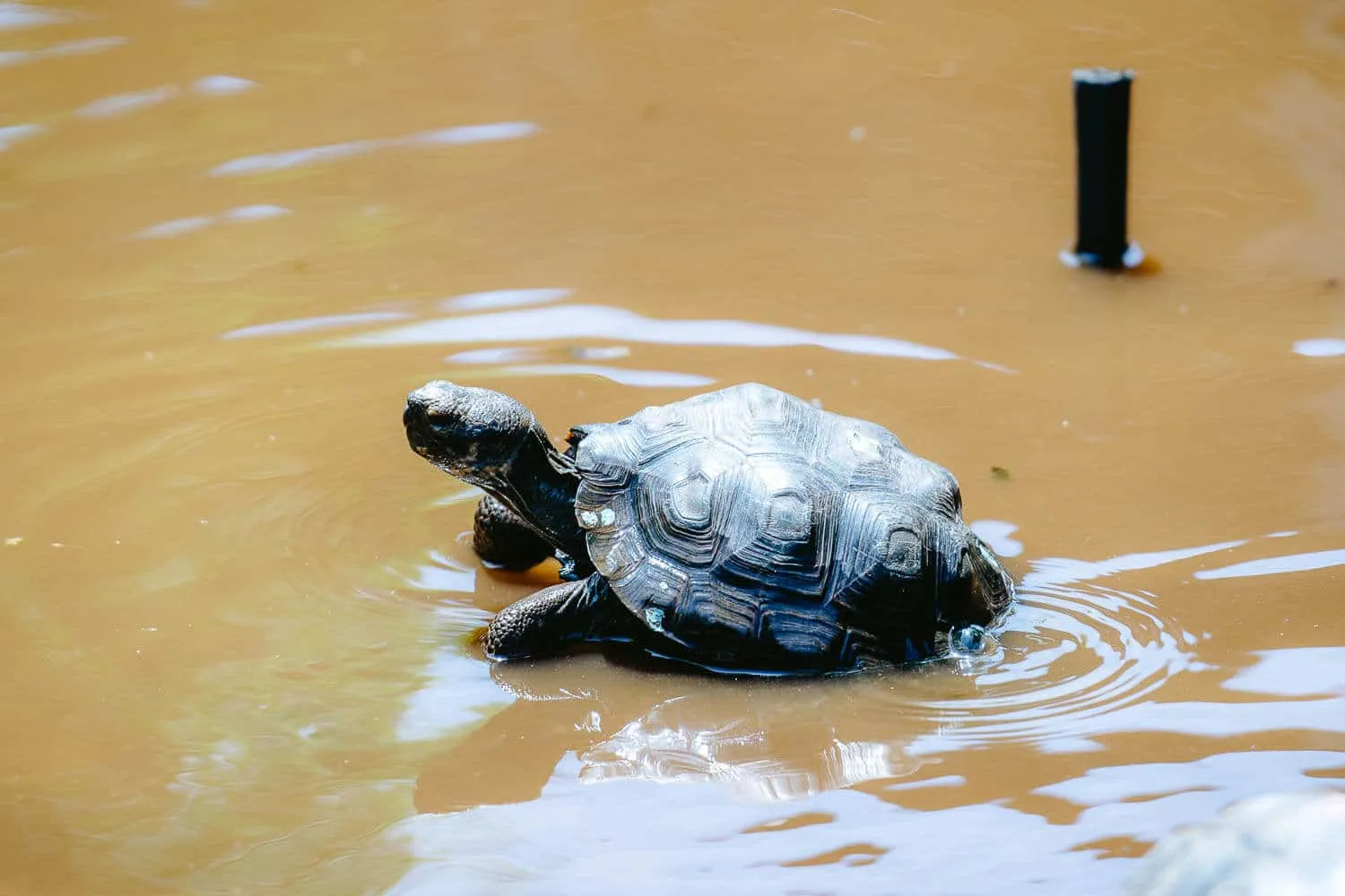 Baby giant tortoise at the nursery of Charles Darwin Research Station