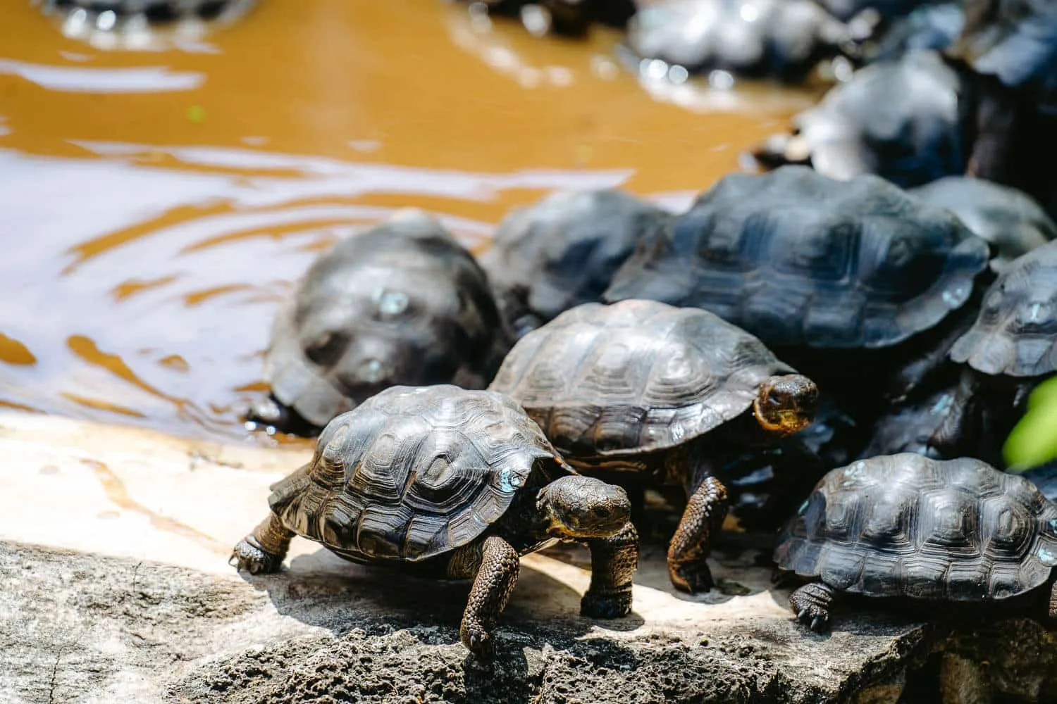 Baby giant tortoises at the nursery of Charles Darwin Research Station - Galapagos Christmas