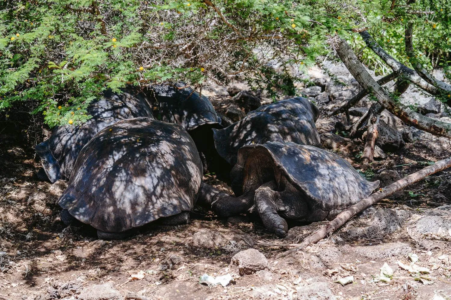 Giant tortoises at the Charles Darwin Research Station