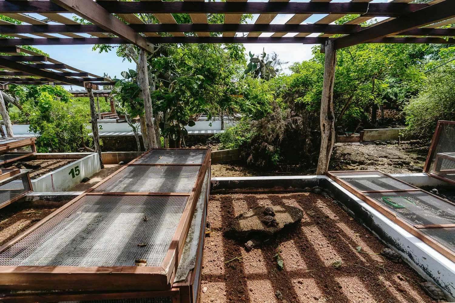 Nursery of giant tortoises in the Charles Darwin Research Station