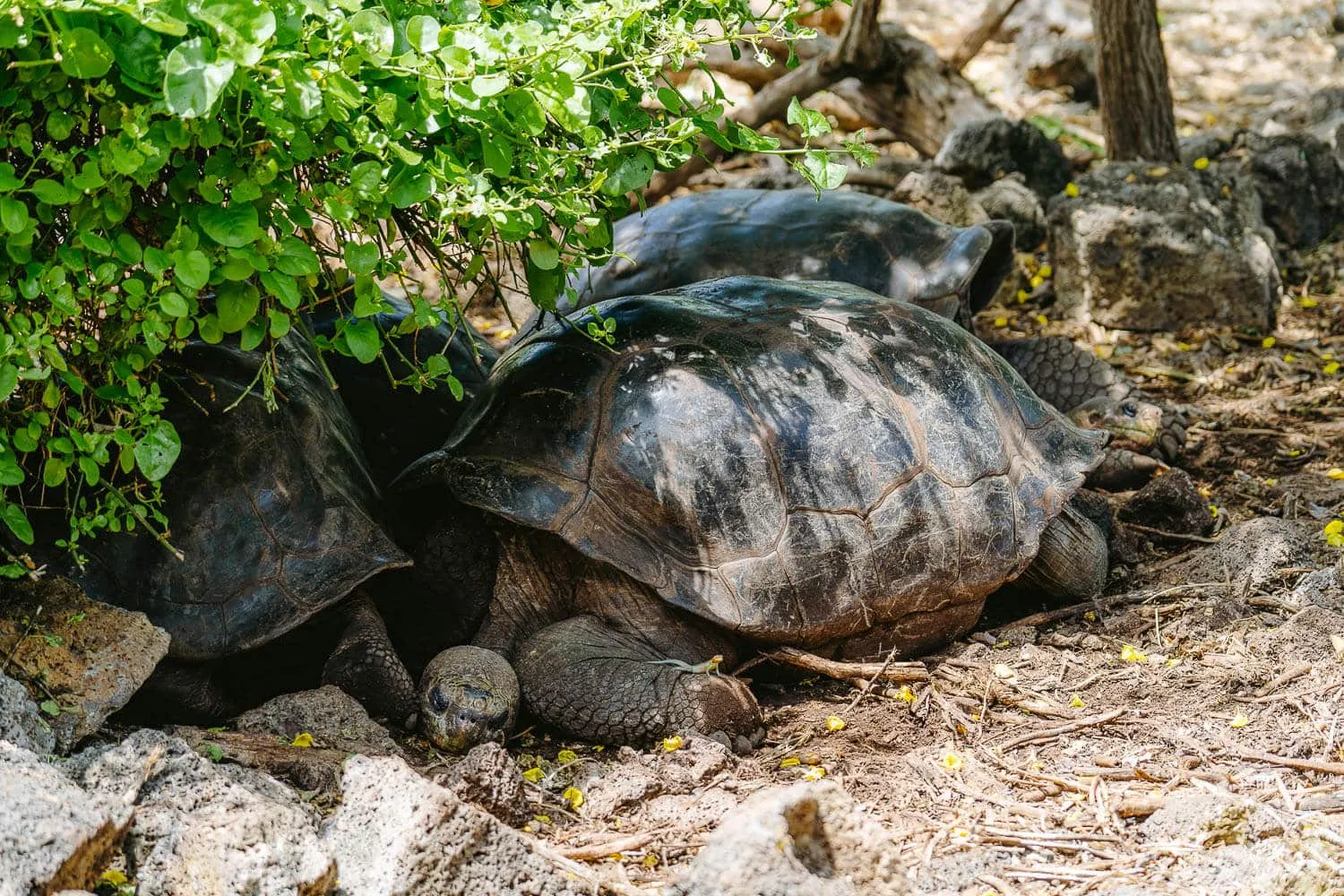 Sleeping giant tortoise at the Charles Darwin Research Station