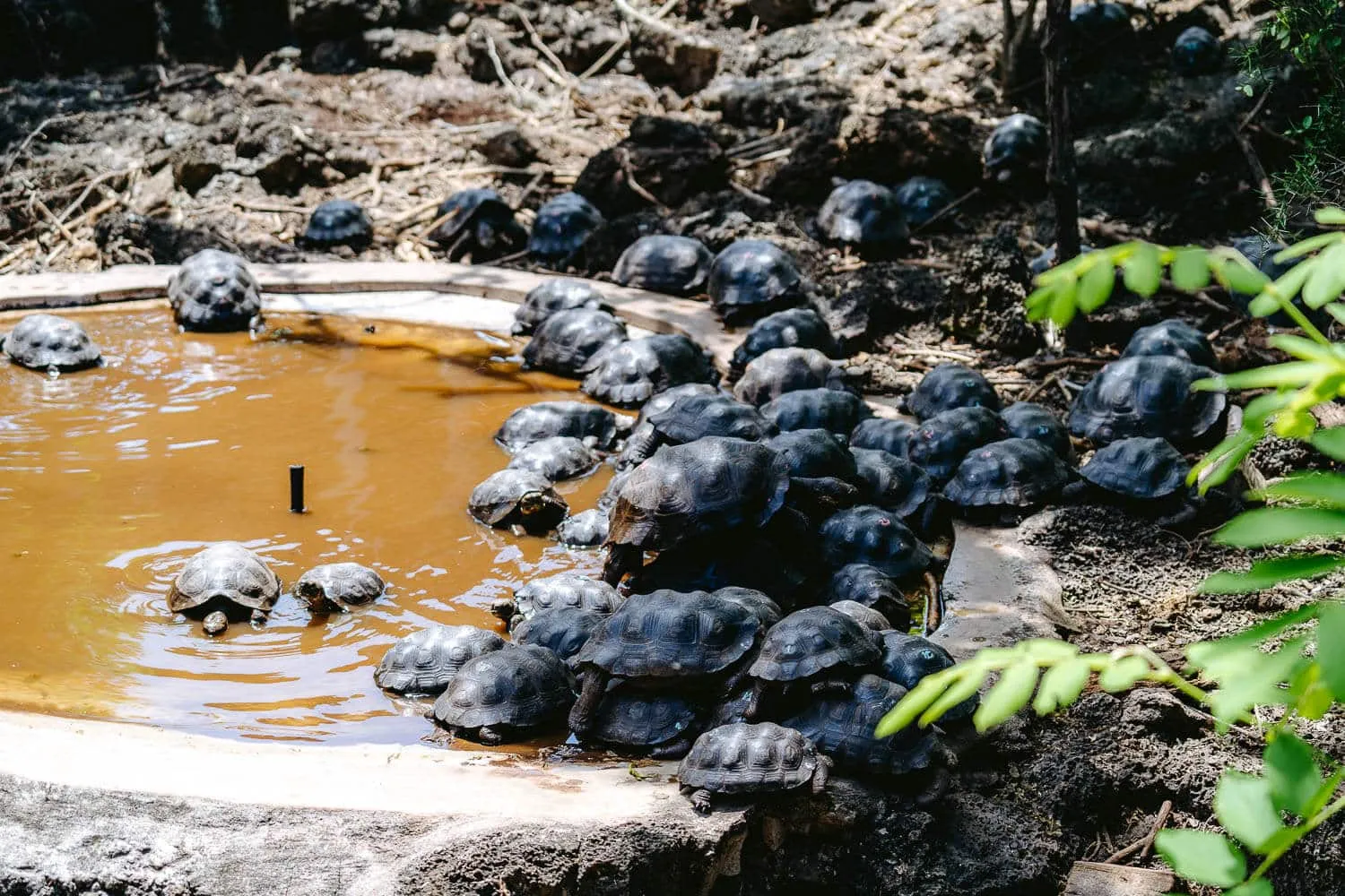 Dozens of baby tortoises