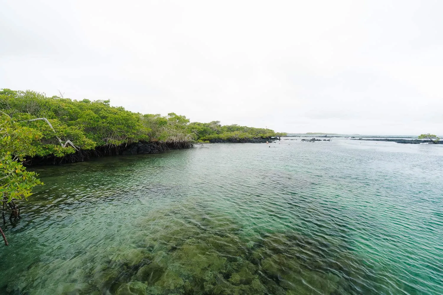 Concha de Perla Lagoon in Isabela, Galapagos: Snorkeling Spot