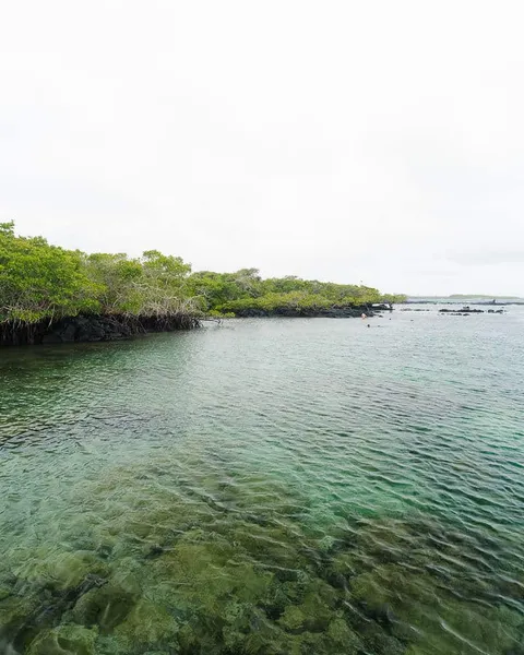 Concha de Perla Lagoon in Isabela, Galapagos: Snorkeling Spot