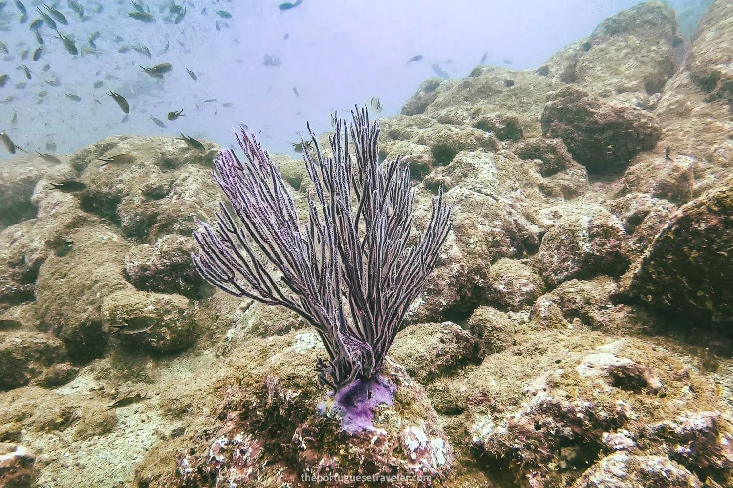 The beautiful coral reef of El Acuario