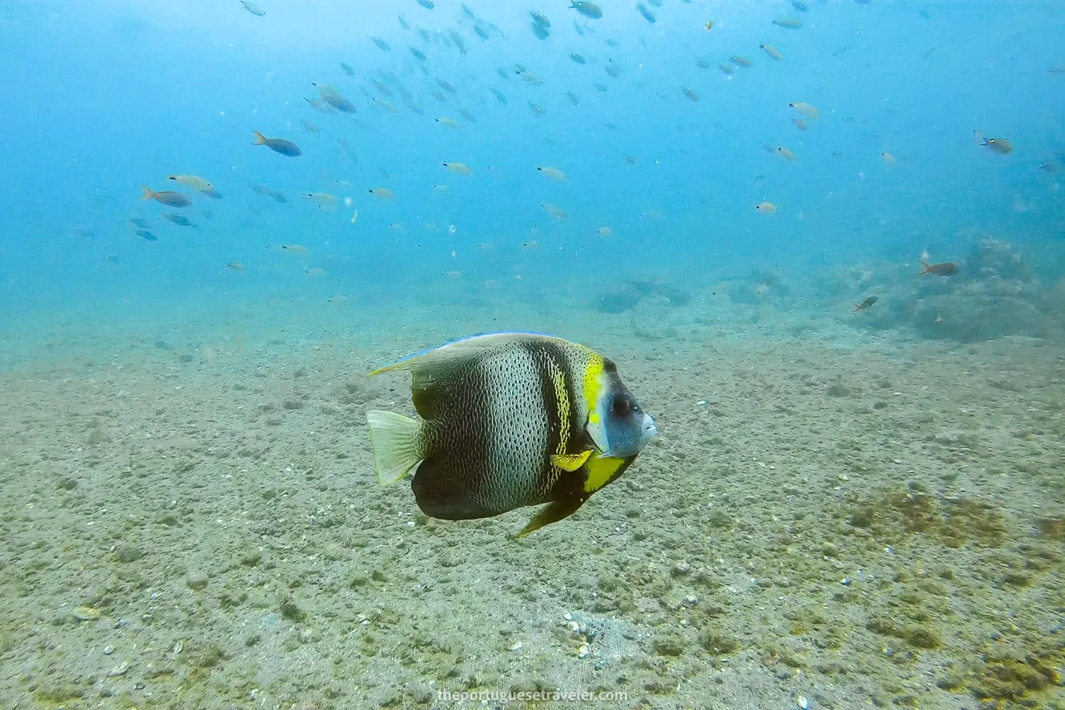 A cortez angelfish at El Acuario