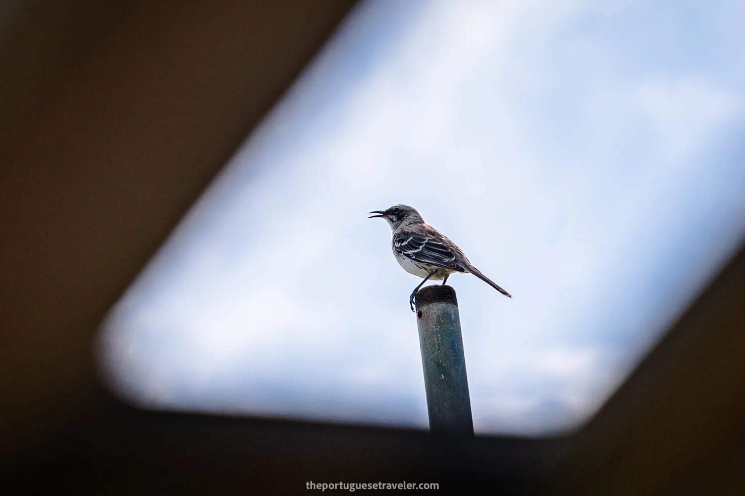 A cucuve mockingbird at the breeding centre in San Cristobal