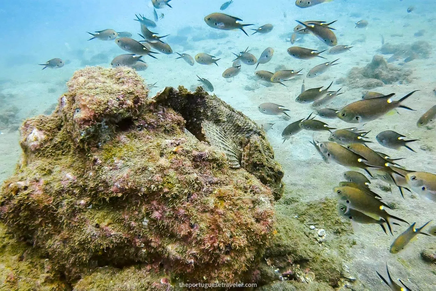 A devil scorpionfish at El Acuario