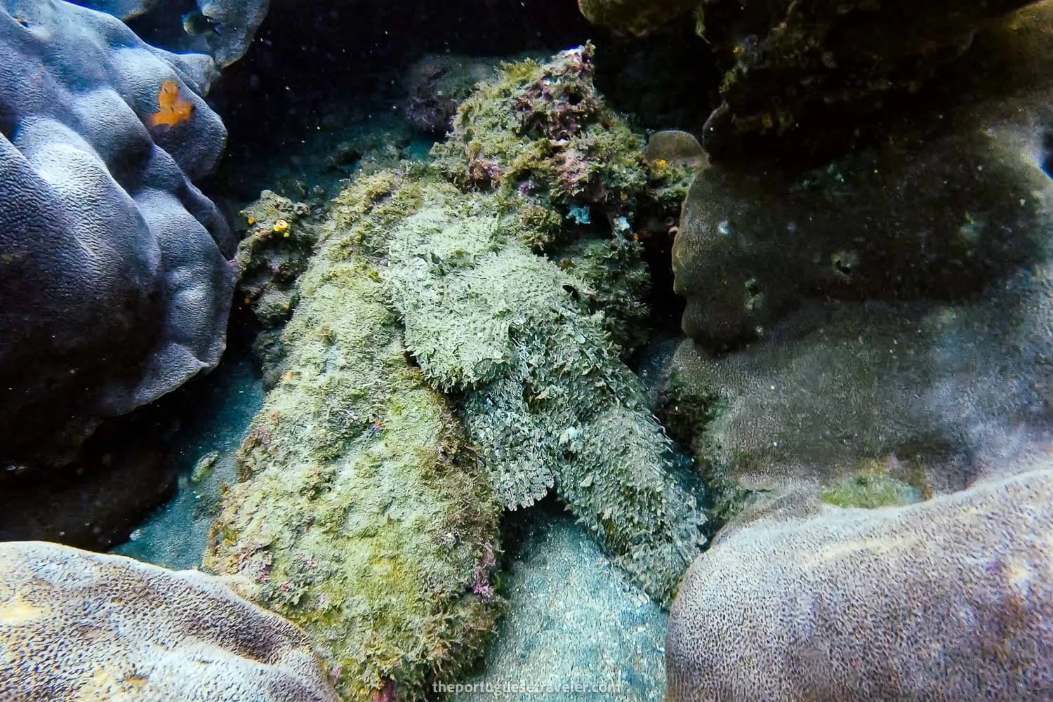 A devil scorpionfish at El Acuario
