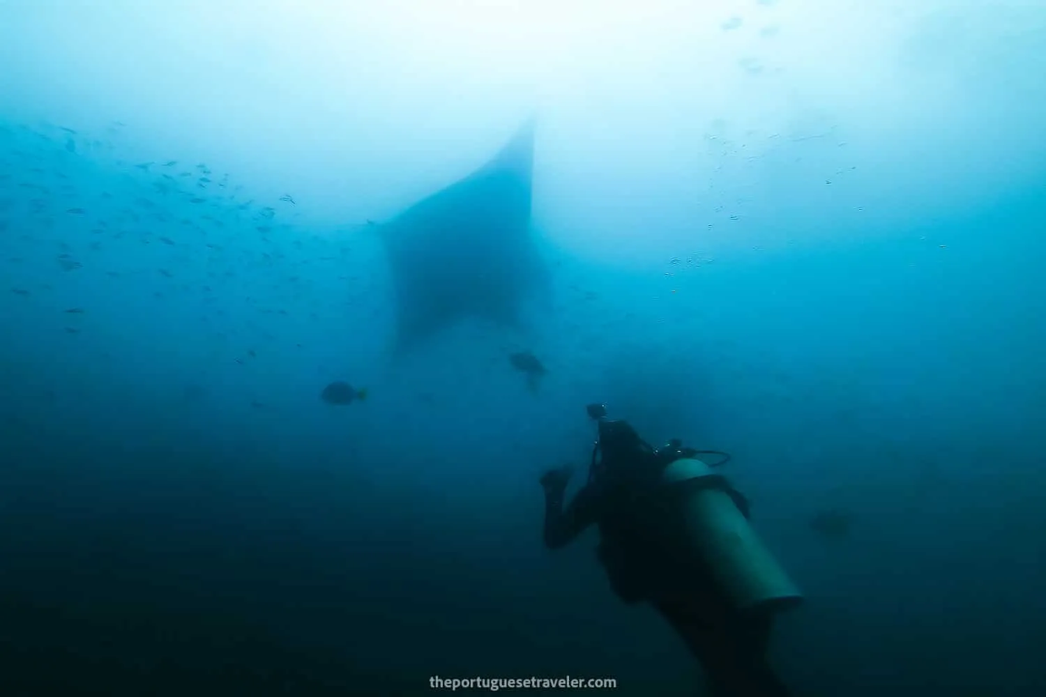 Diving in Isla de La Plata | Puerto Lopez Dive Sites (Giant Mantas)