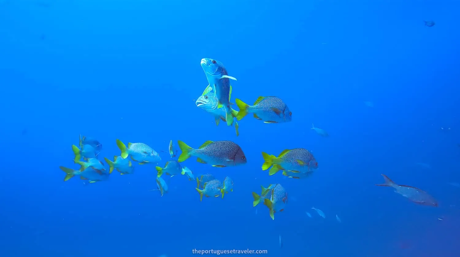 A school of Yellowtail Grunt