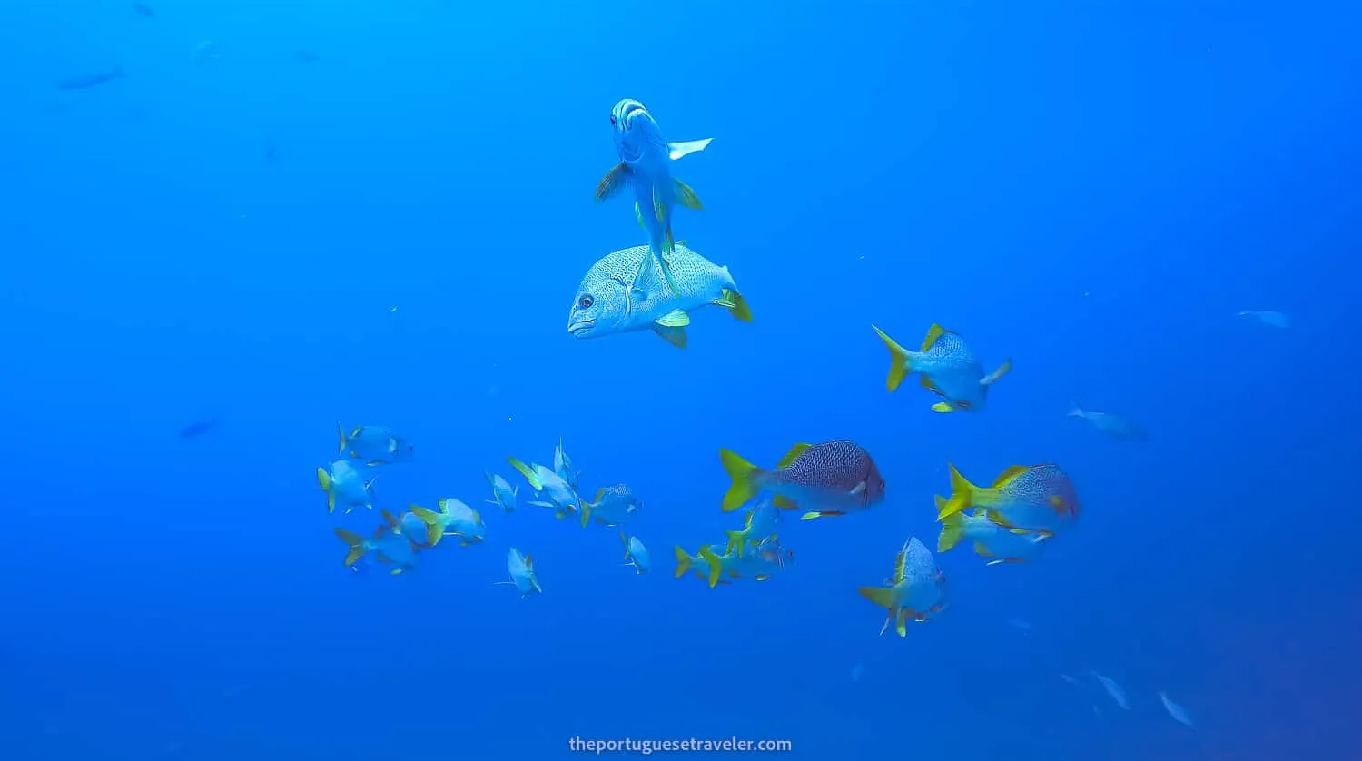 A school of Galápagos Yellowtail Grunt