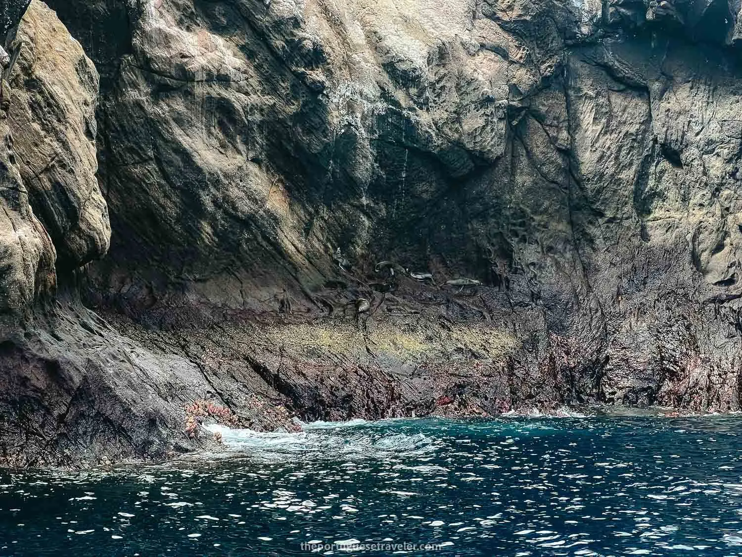 Sea lions resting on the rocks