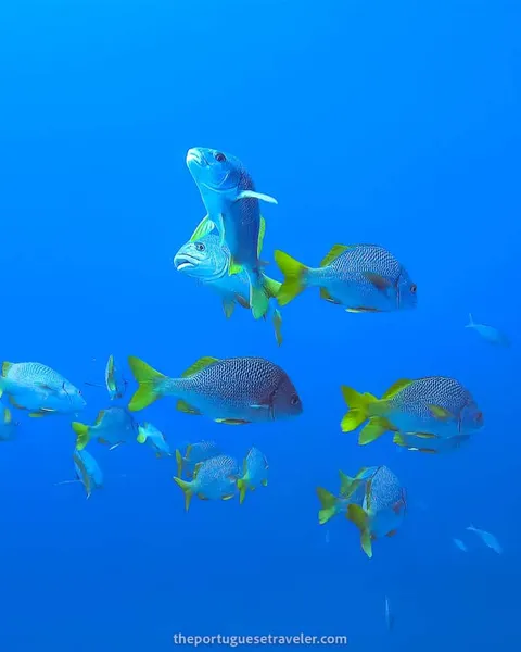 5 Best Dive Sites in Isabela, Galapagos: Scuba Diving Guide