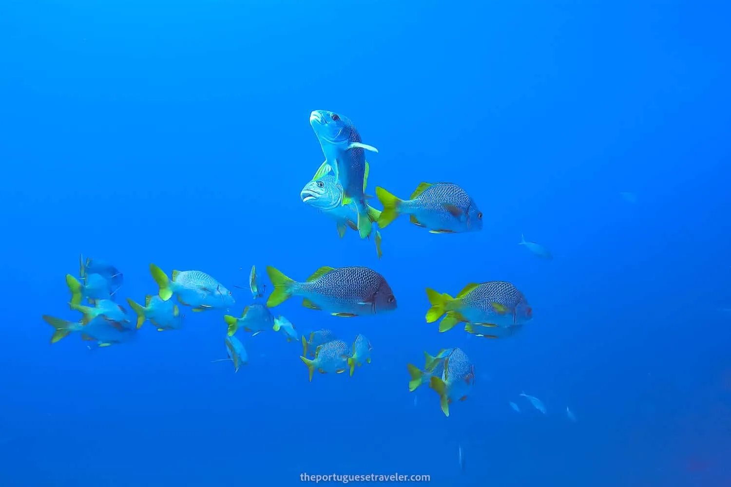 5 Best Dive Sites in Isabela, Galapagos: Scuba Diving Guide