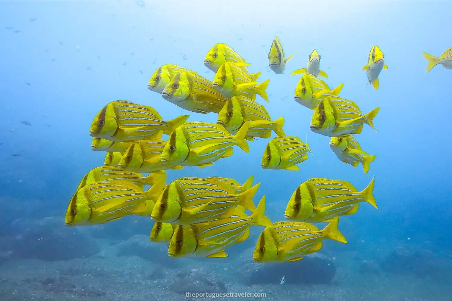 A School of Yellow Porkfish / Yellow Grunt