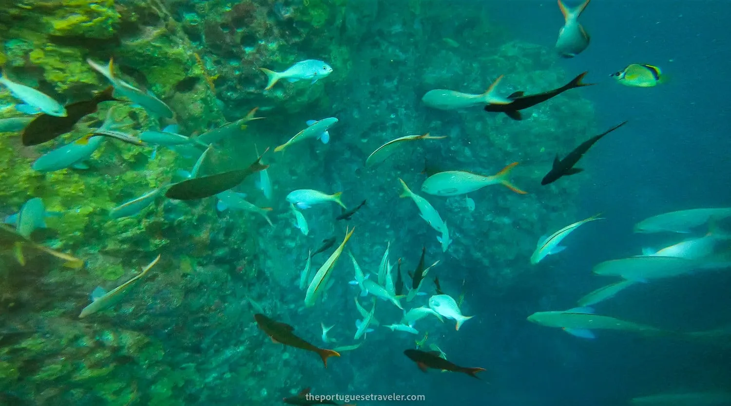 Many different fish having a buffet