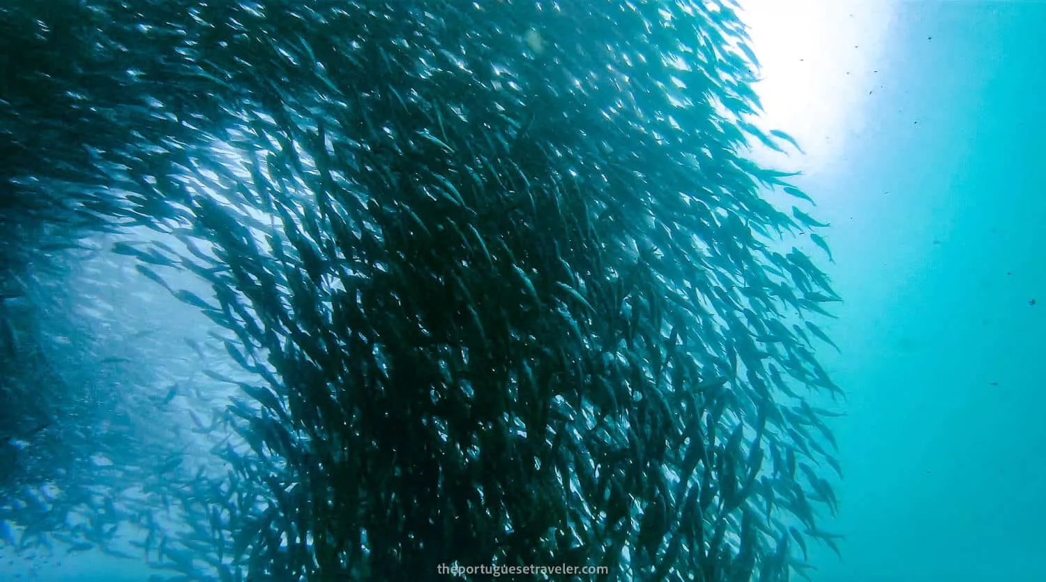 Another photo of the fish wall