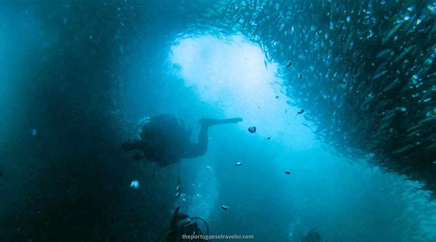 My team surrounded by fish on the Kicker Rock dive