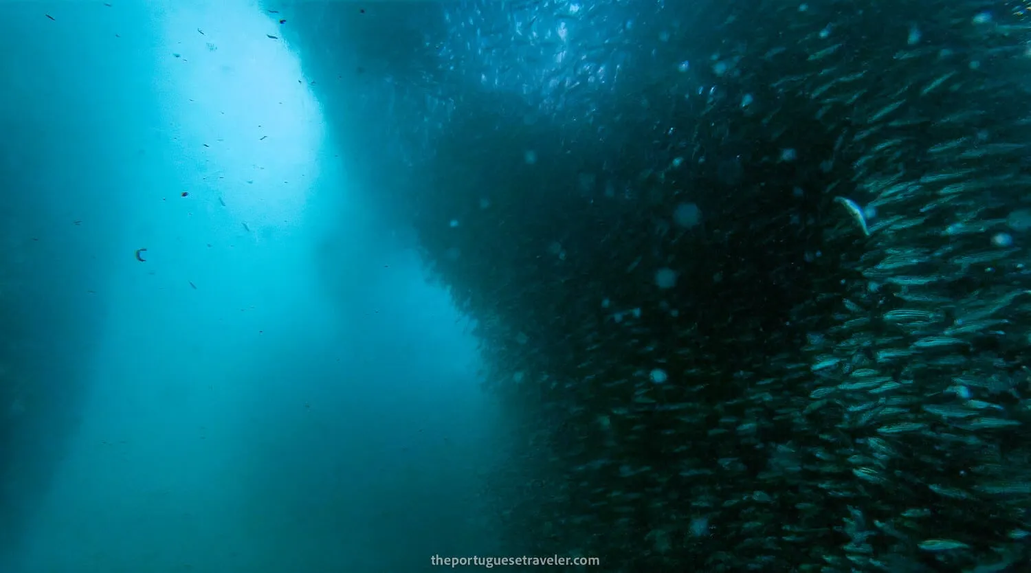 A wall of fish