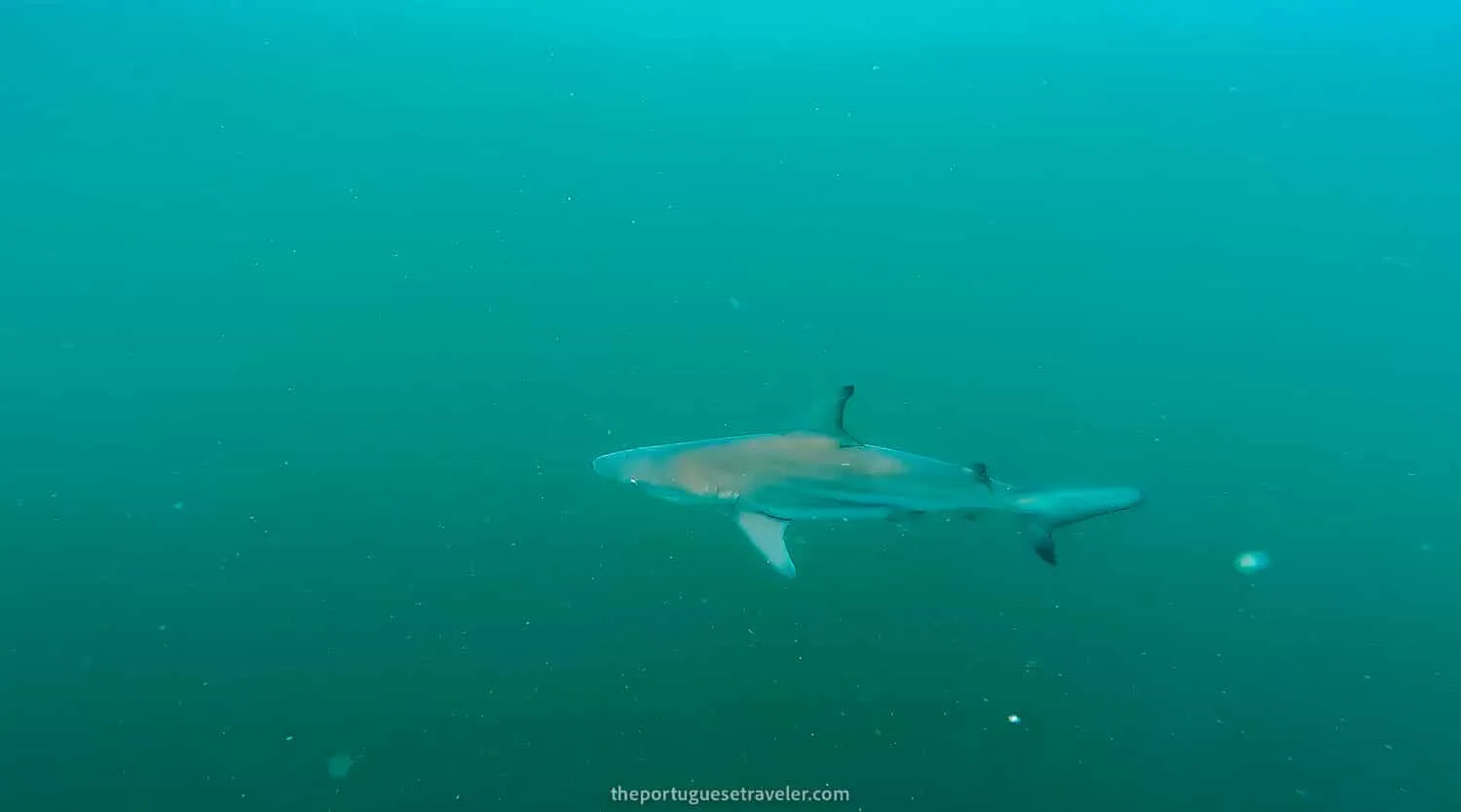 A blacktip reef shark while snorkeling