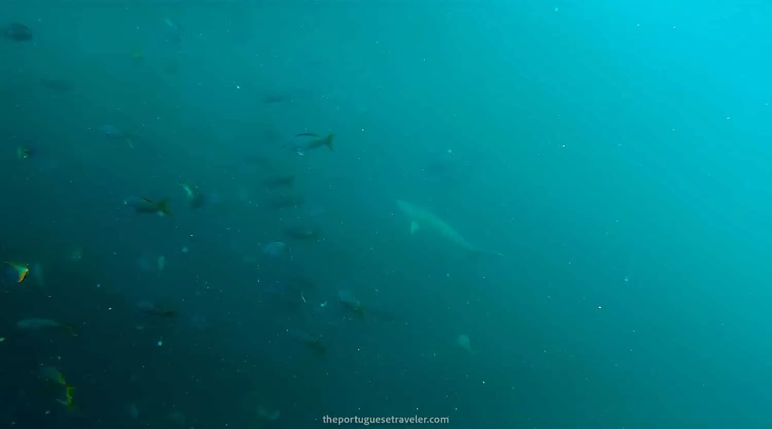 Another blacktip reef shark and alot of fish
