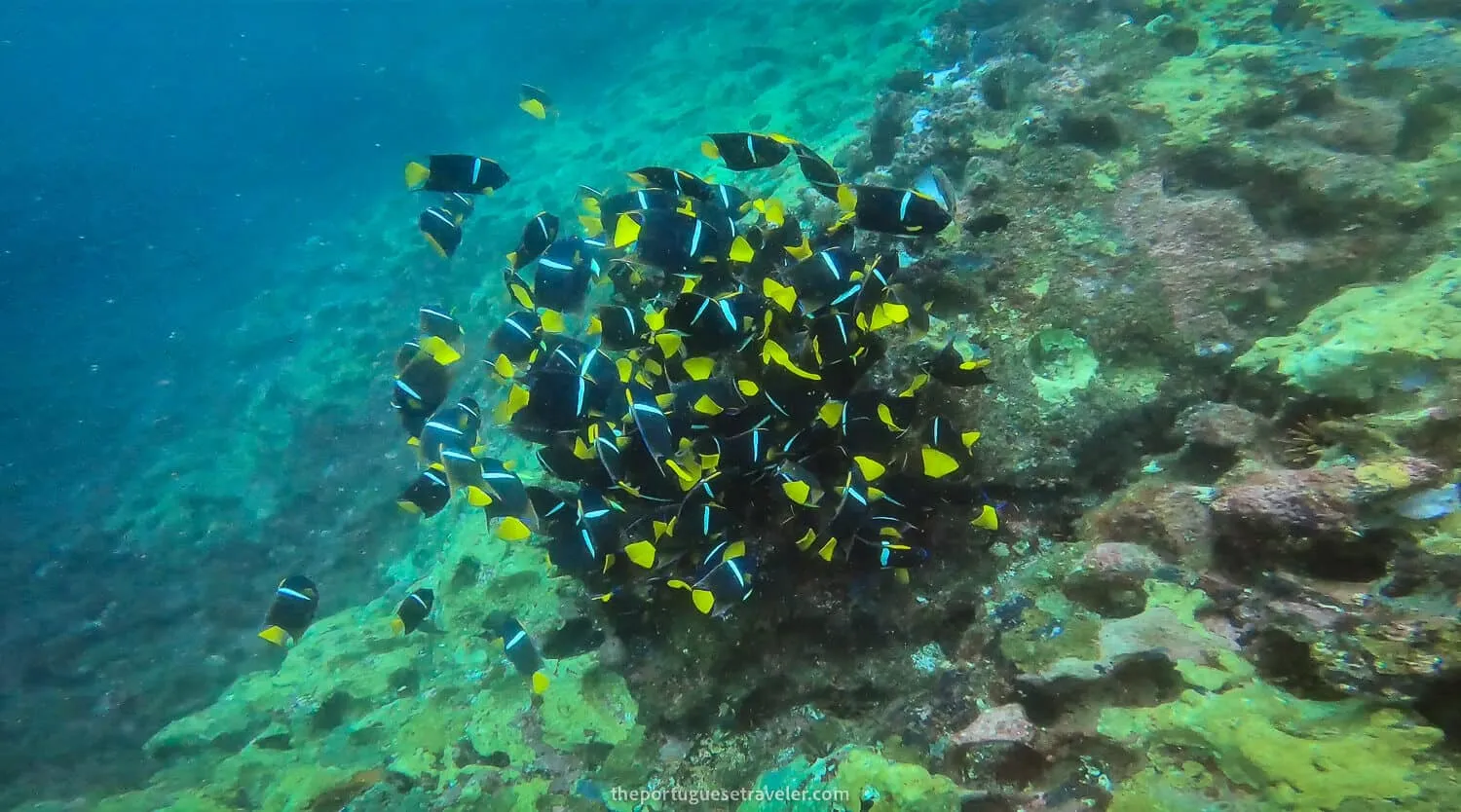 A school of King Angelfish next to Kicker Rock