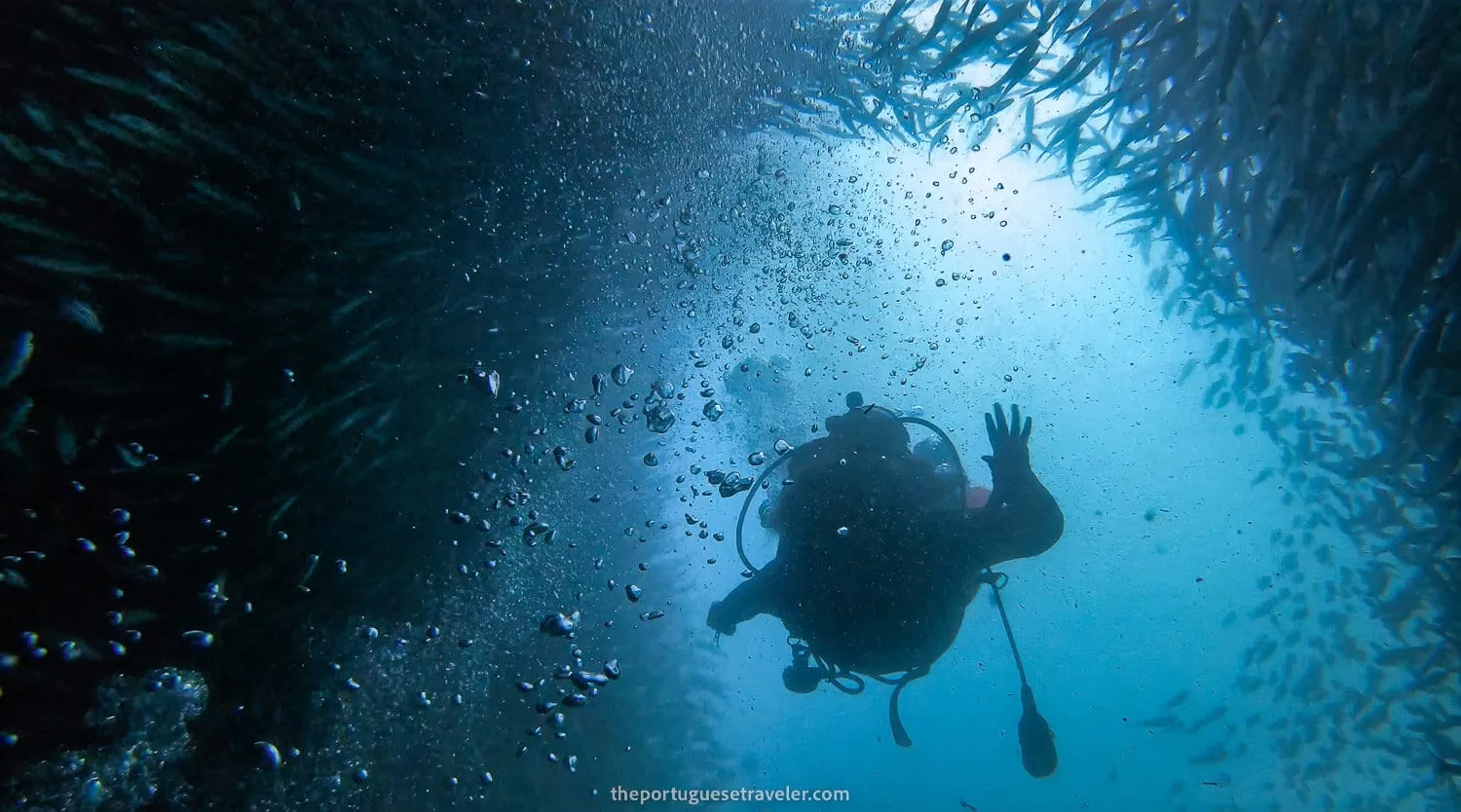 A fish bait in Kicker Rock, Galapagos