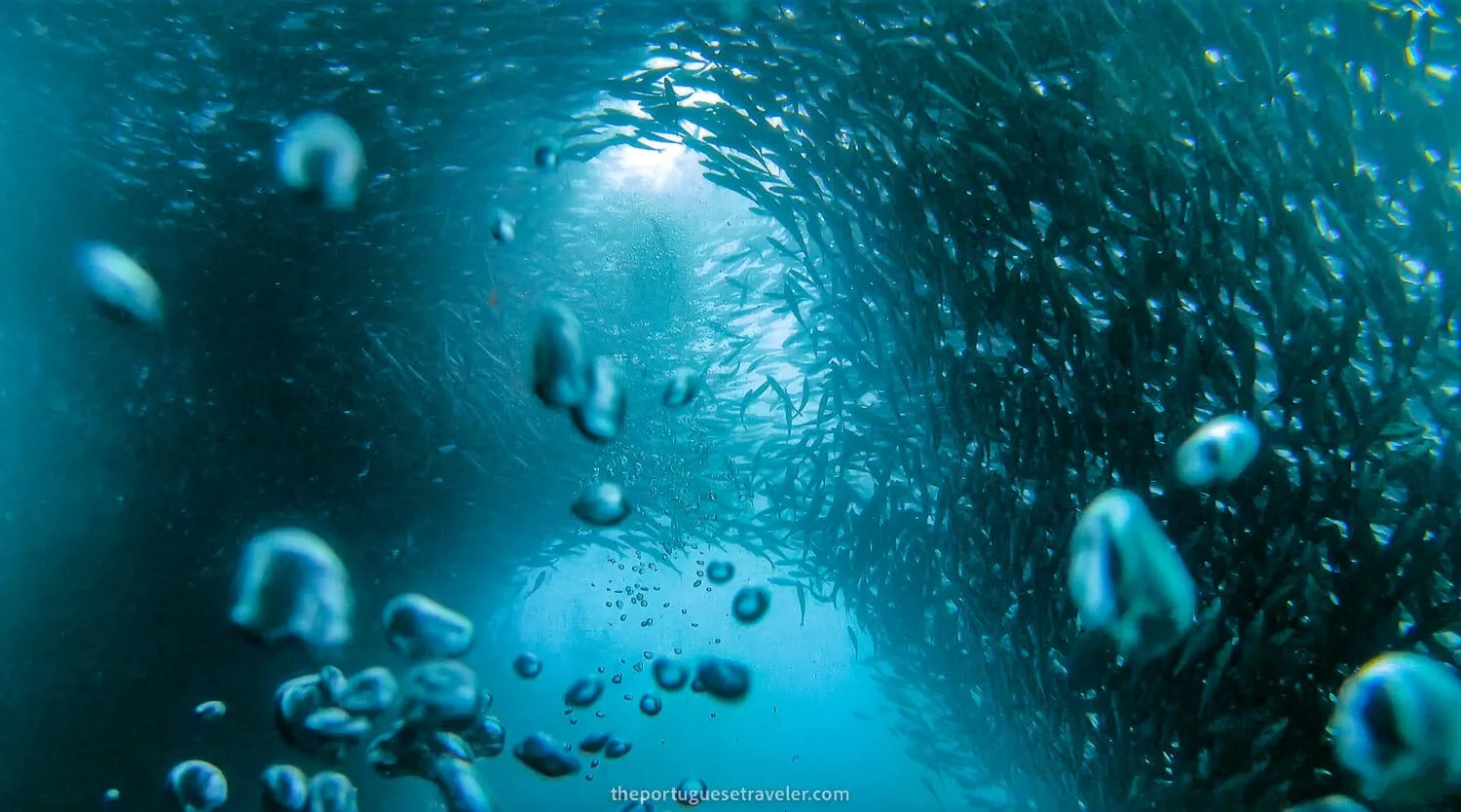 Impressive fish formations while diving in Kicker Rock